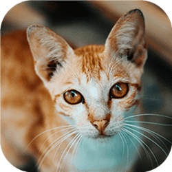 Jeu de puzzle Cat-tastic